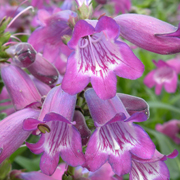 Penstemon Sour Grapes